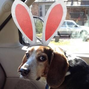 Meet your Posher, Sue